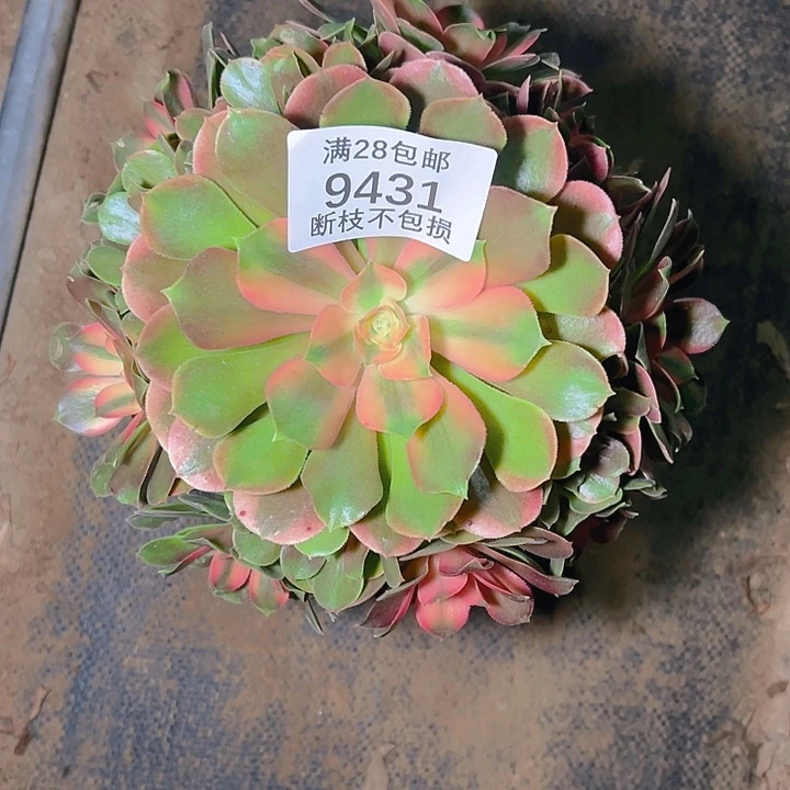 9431香妃多肉植物