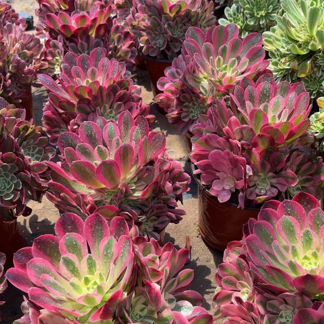 香妃9.9多肉植物