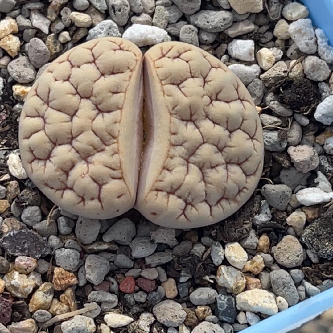 7569拿铁1891尺寸3.0凹凸