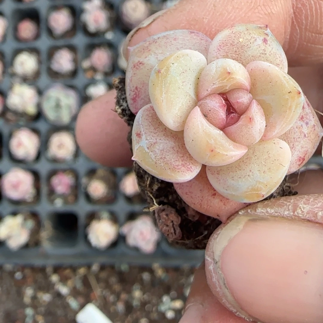 多肉小卡拉米糖心一物一拍