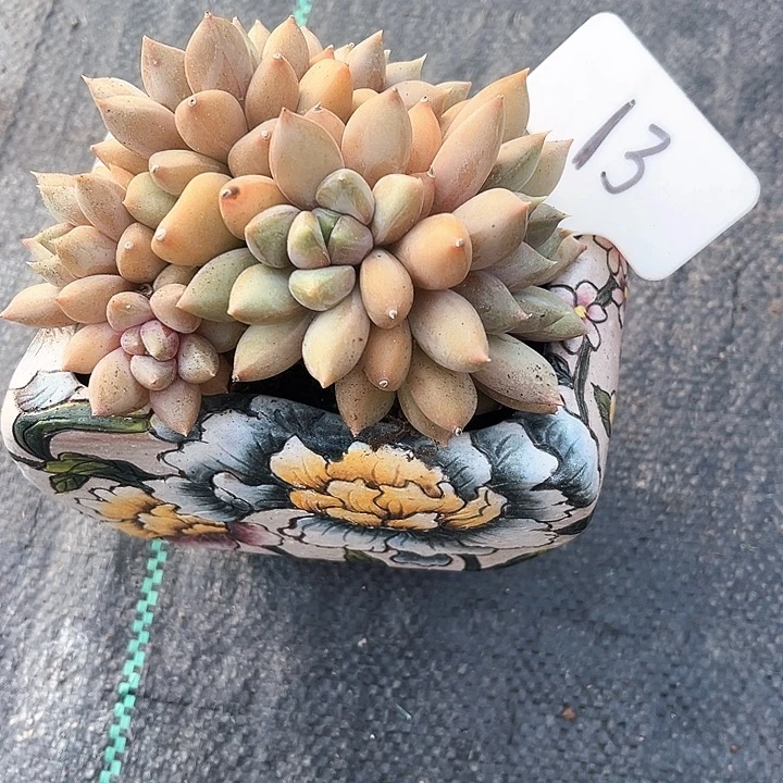 红家牙13号码牌子的话题终结者