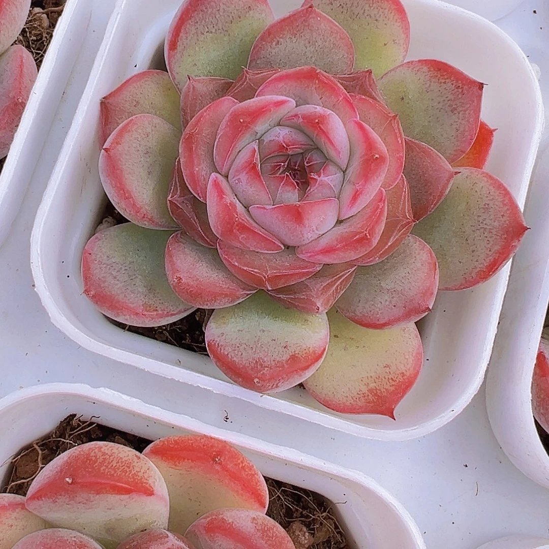 玉琴19包邮多肉植物