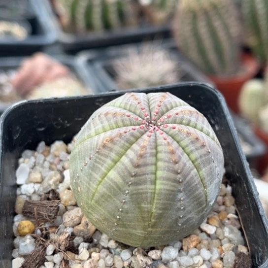 当前无花栽培后可以开花实生欧布