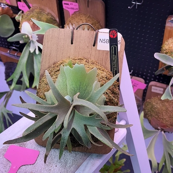 不开花植物黑牌侏儒