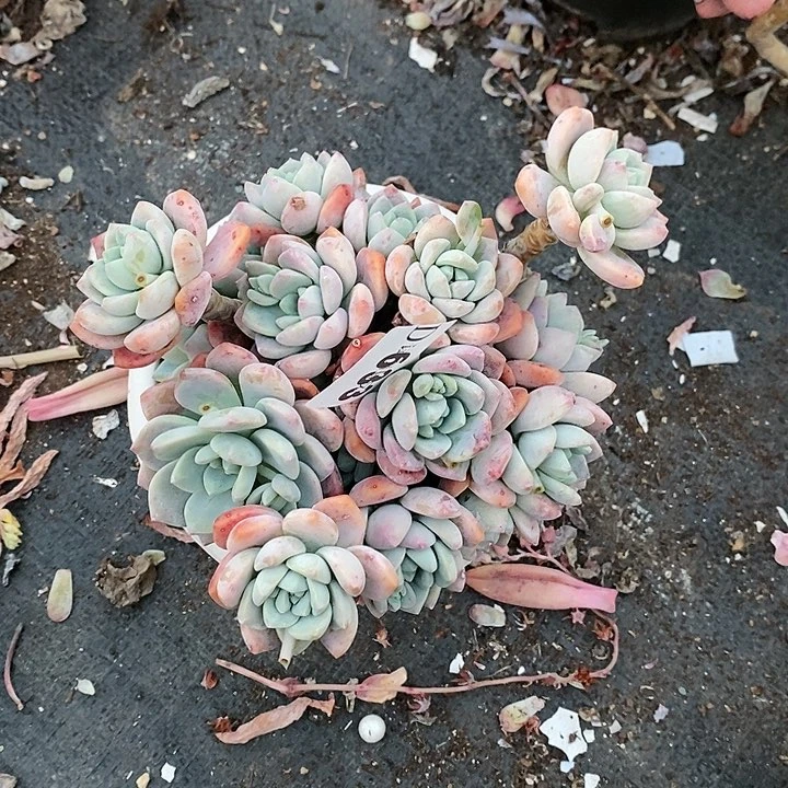 d****j633露凝香多肉