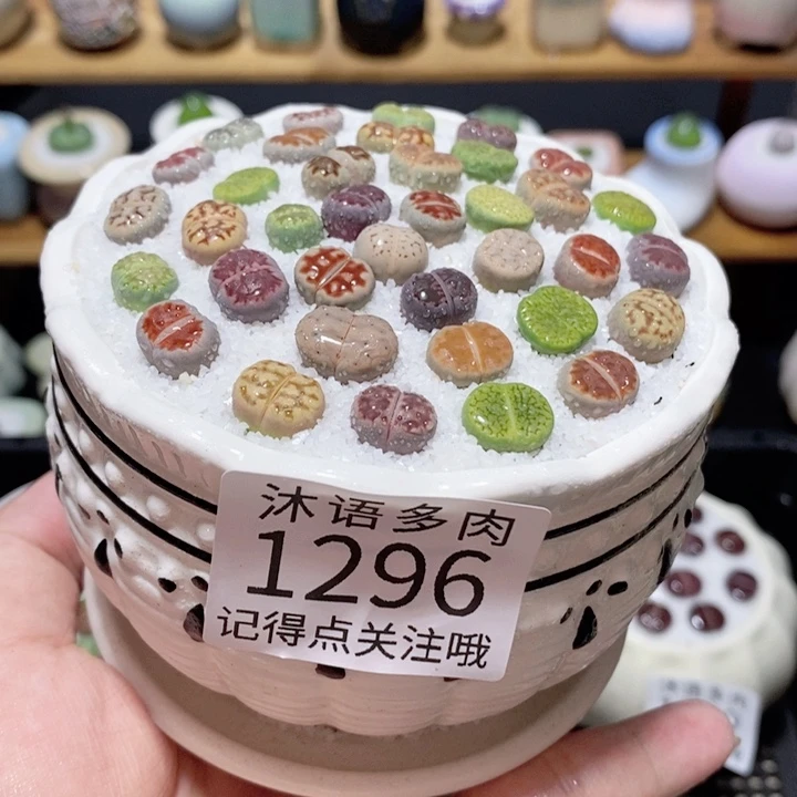 带盆土植物 精美盆栽1296