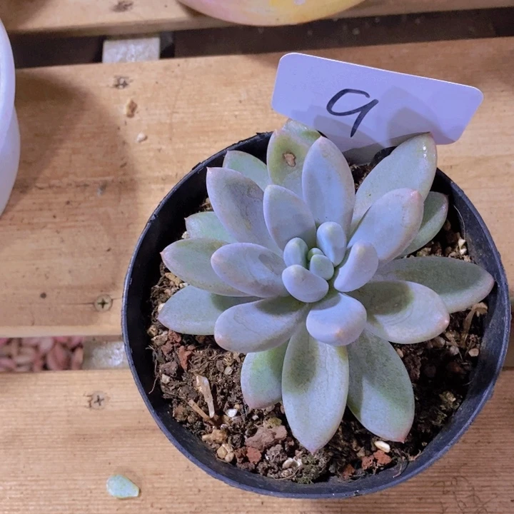 我要看电影啦嘻嘻