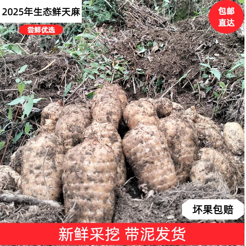 【尝鲜优选】贵州大方新鲜天麻现挖现发包邮