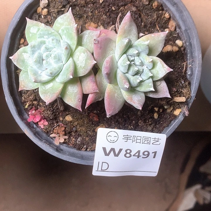 8491花朵脸苹果叶多肉