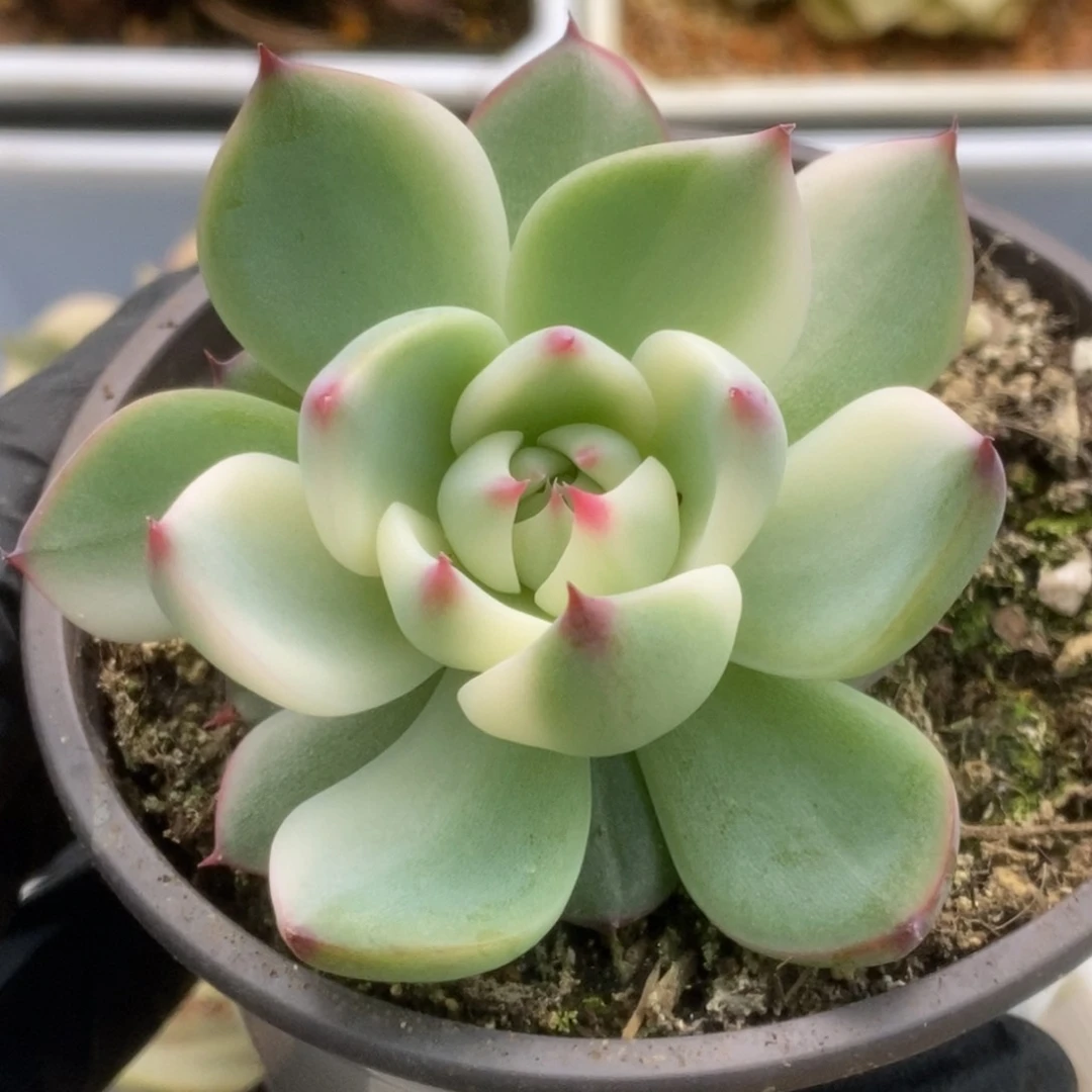 602锦锦锦锦锦锦锦锦