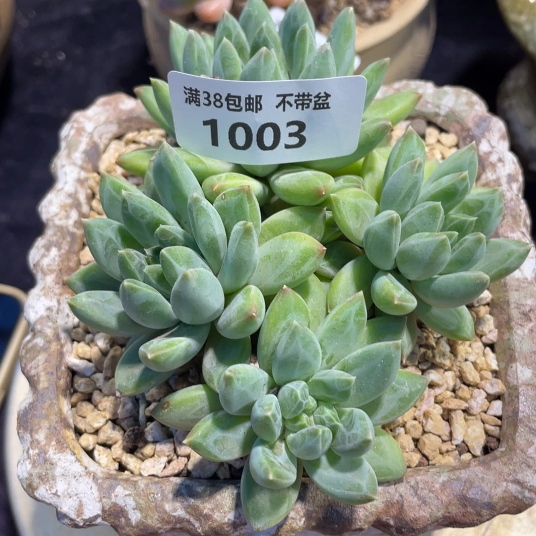 1003陨石四头群多肉植物
