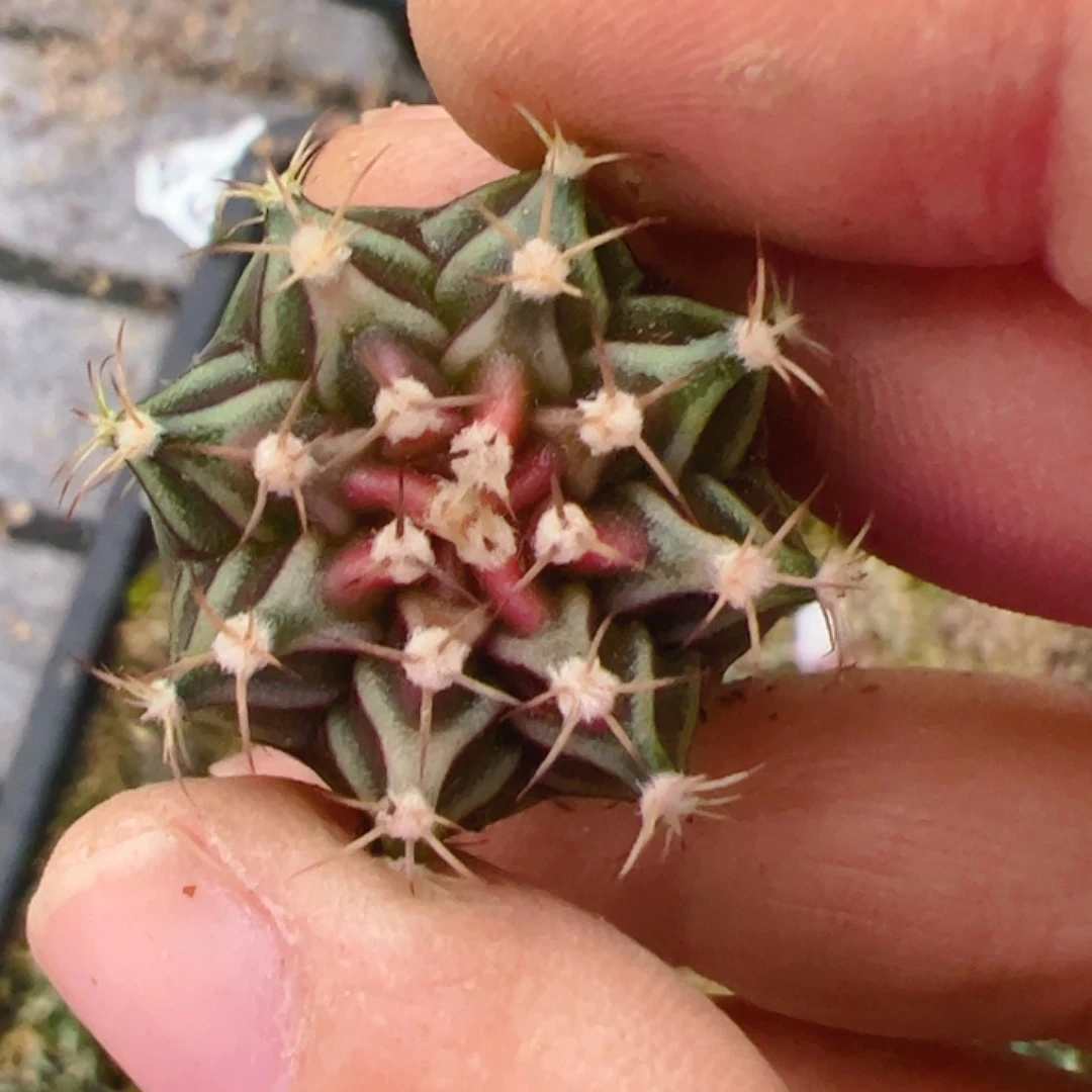 彩***朵当前无花栽培后可以开花