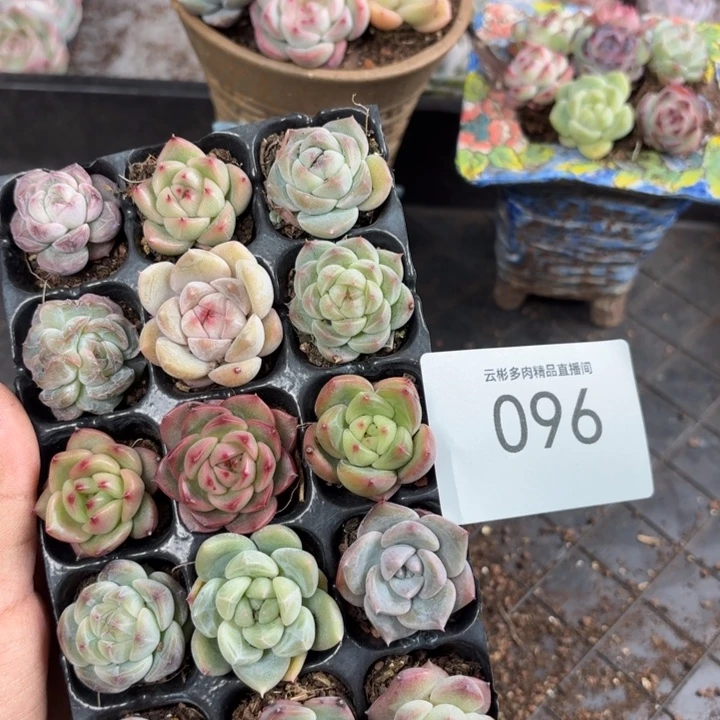 精品096。
