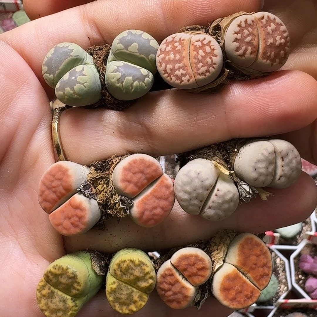 生石花1111111。  260
