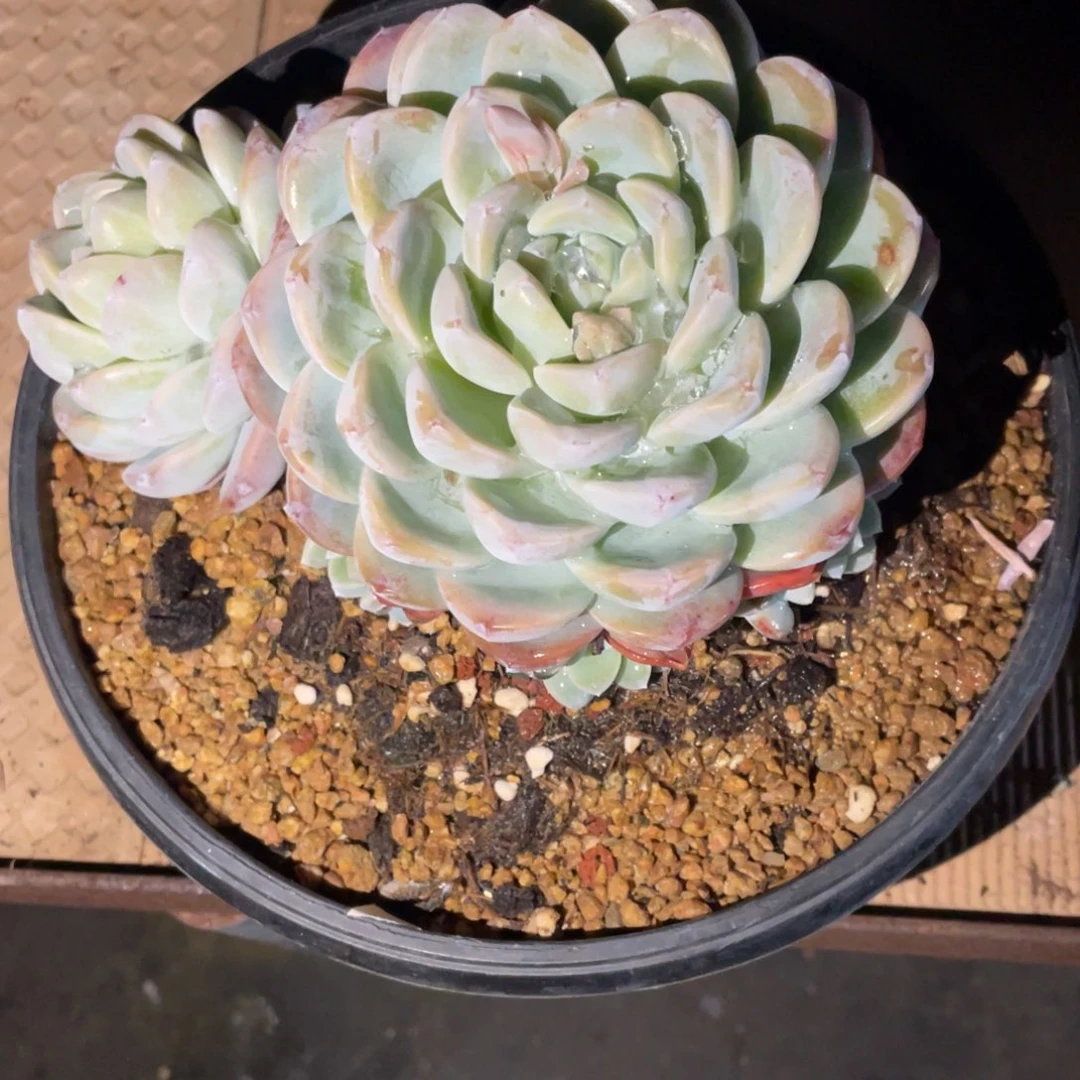 1123专拍冰玉手捧群生多头