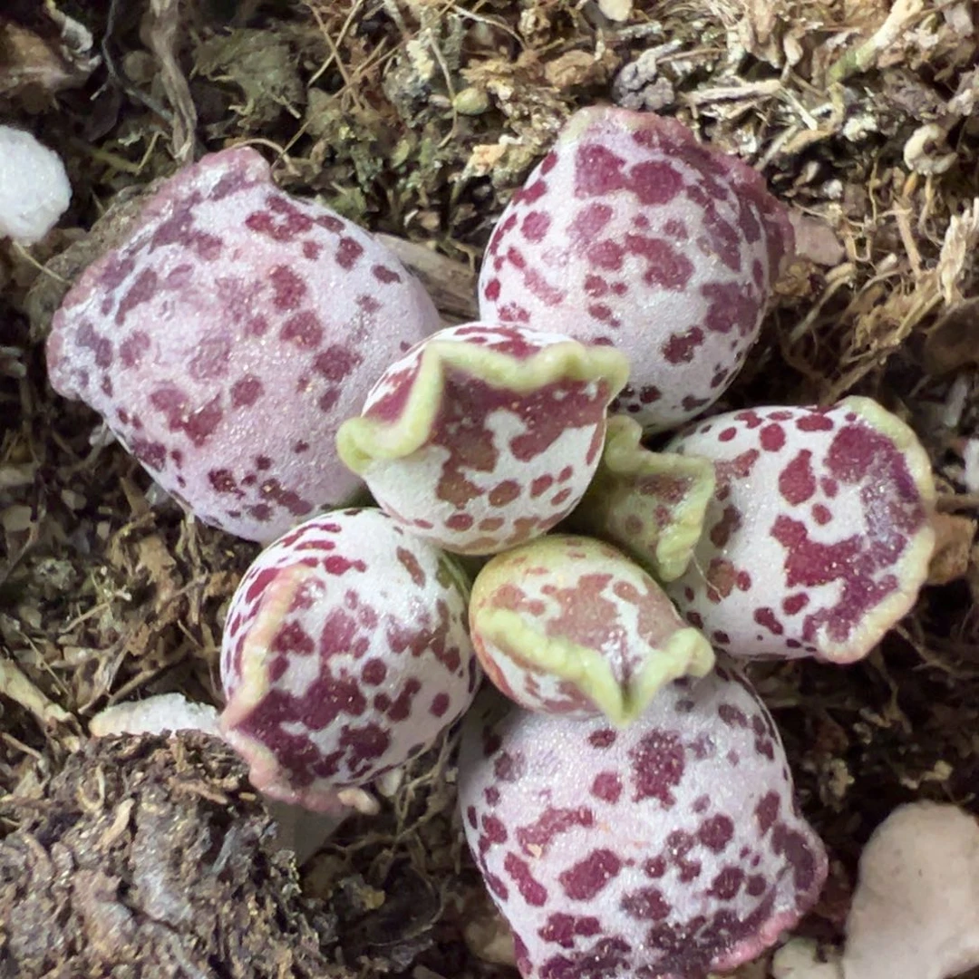达摩海豹多肉植物水泡