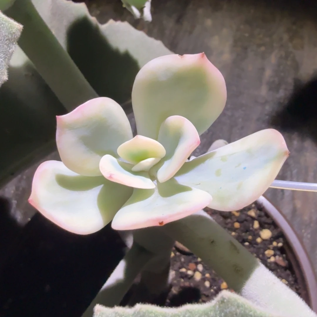 白凤锦腹轮锦一刻的锦