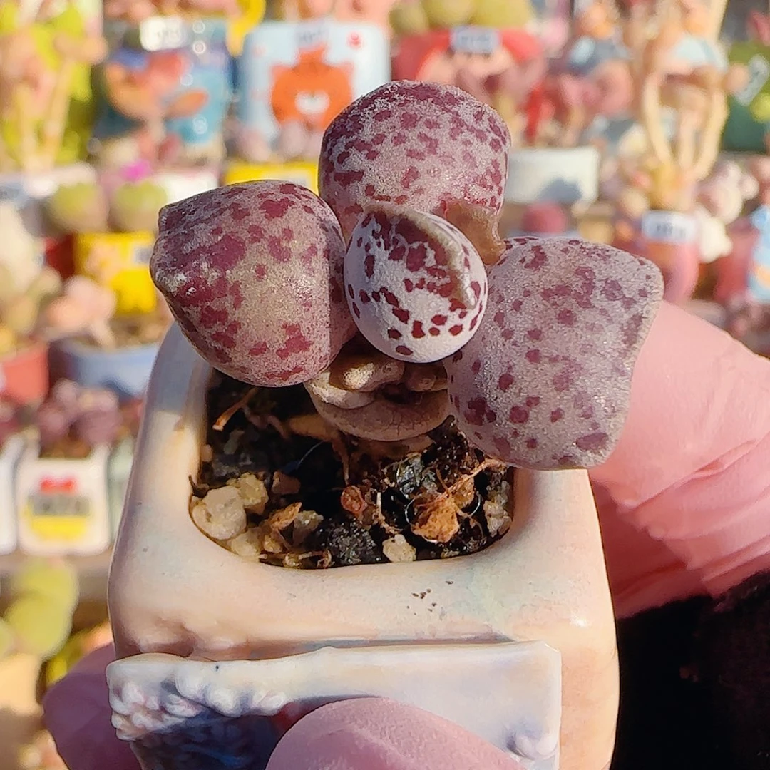 L 达摩猫耳海豹 盆口2.5cm