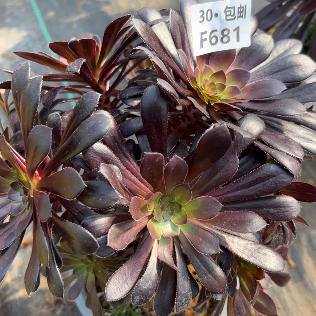 681墨法师多肉法师