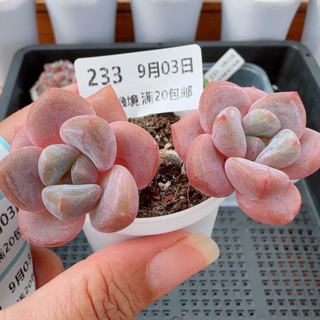 花语逸镜0903-233