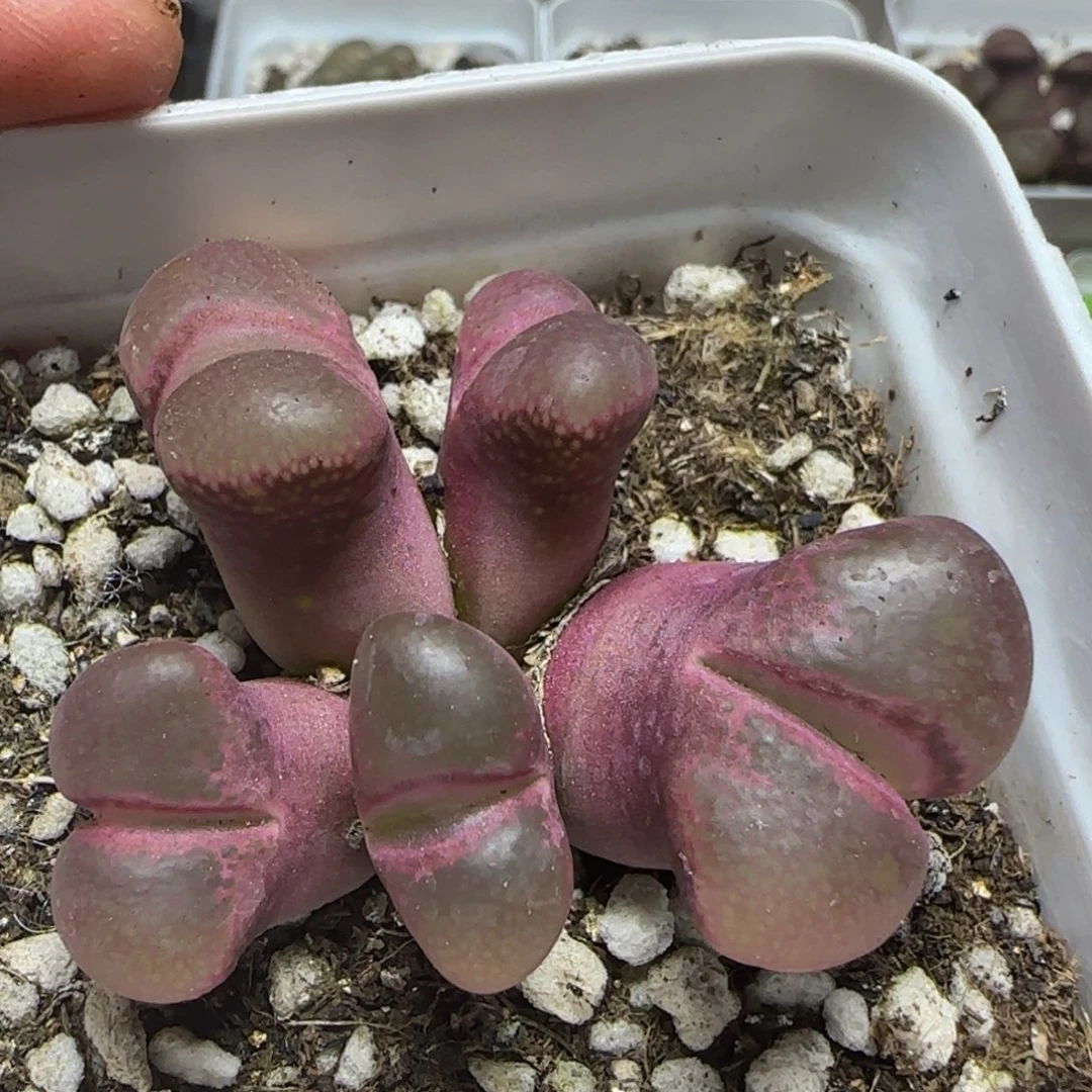 漂漂亮亮多肉植物132