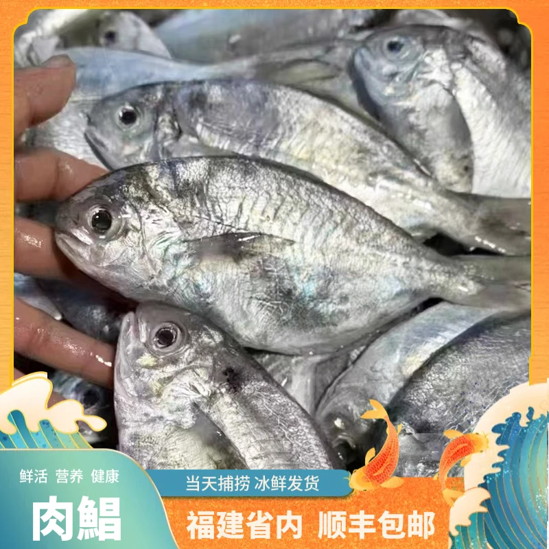 【次肉鲳】清仓处理没有售后建议不要拍！！！