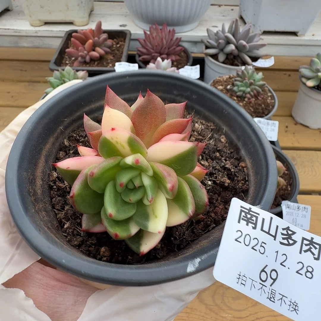 冬云锦11111228-69