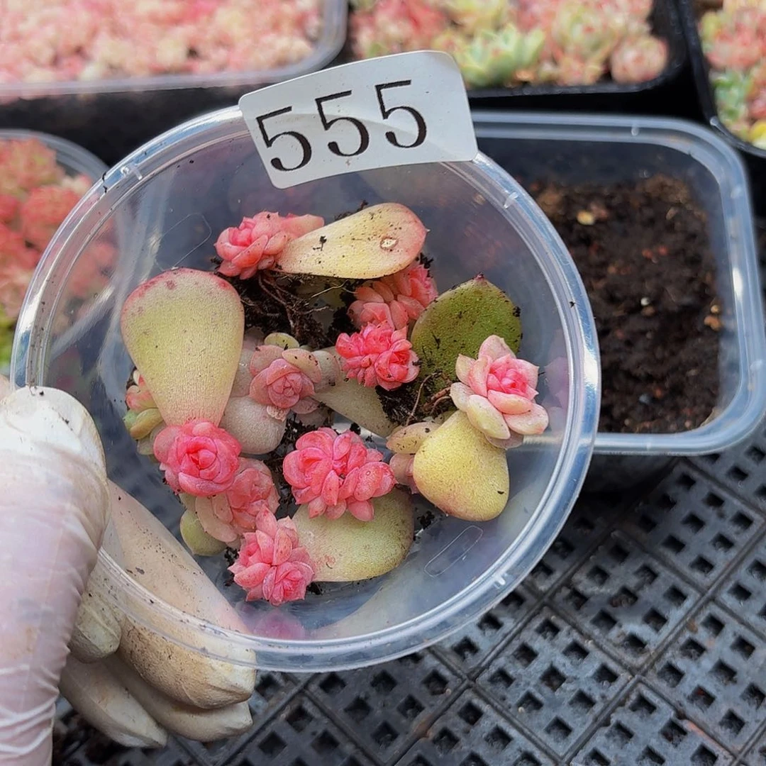 未**画多肉植物多肉植物555