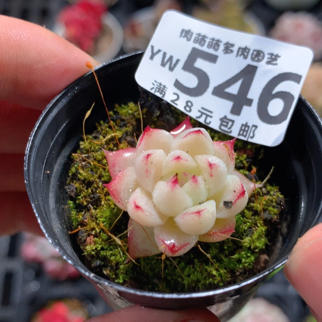 5CM拇指盆精控多肉YW546