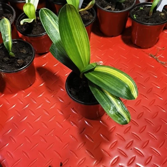 完全开放彩兰君子兰