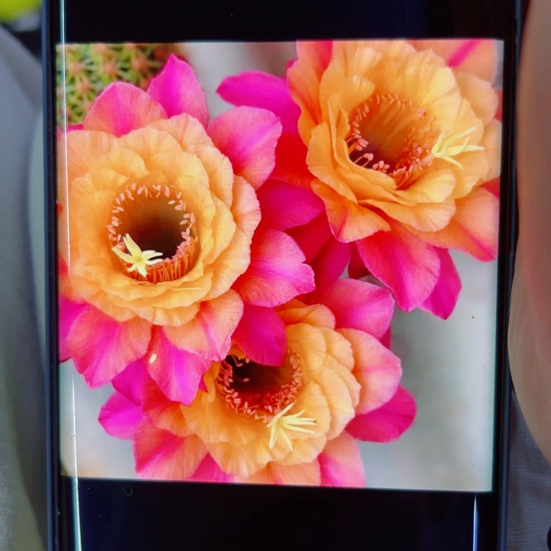 下5金妞时光歪无根侧芽5公分左右20包邮