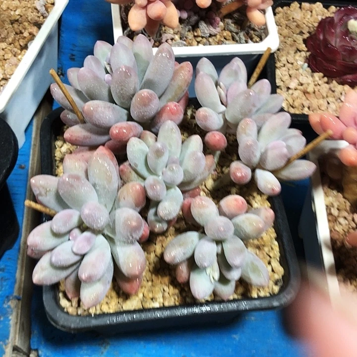 平头汤圆多肉植物