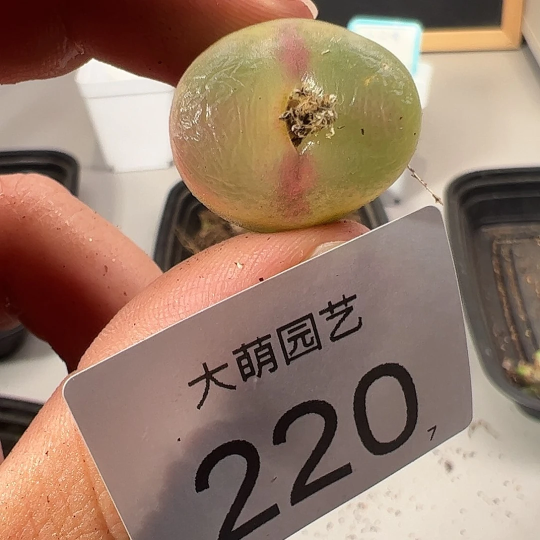 0000220 一物一拍……