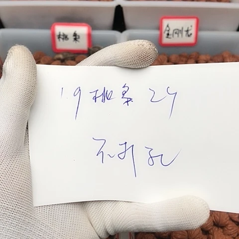 桃核吊坠财*生龙纹桃核的搭配