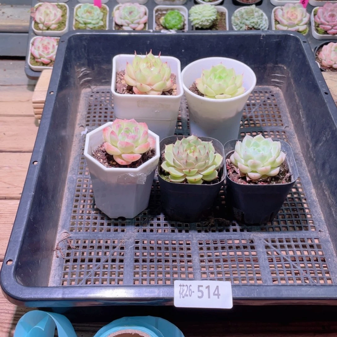 花利美26-514框拍5颗