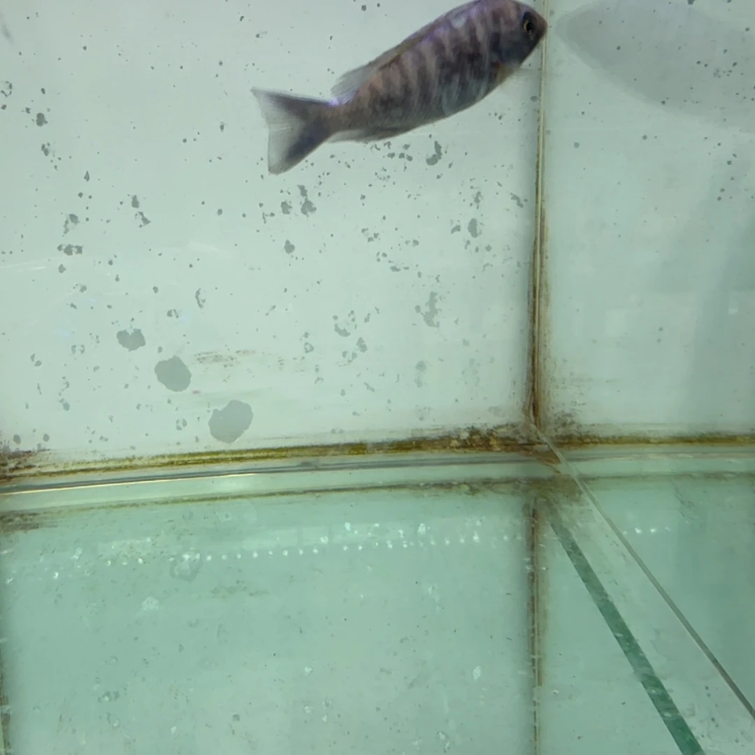 慈鲷1402爆花蓝宝石。