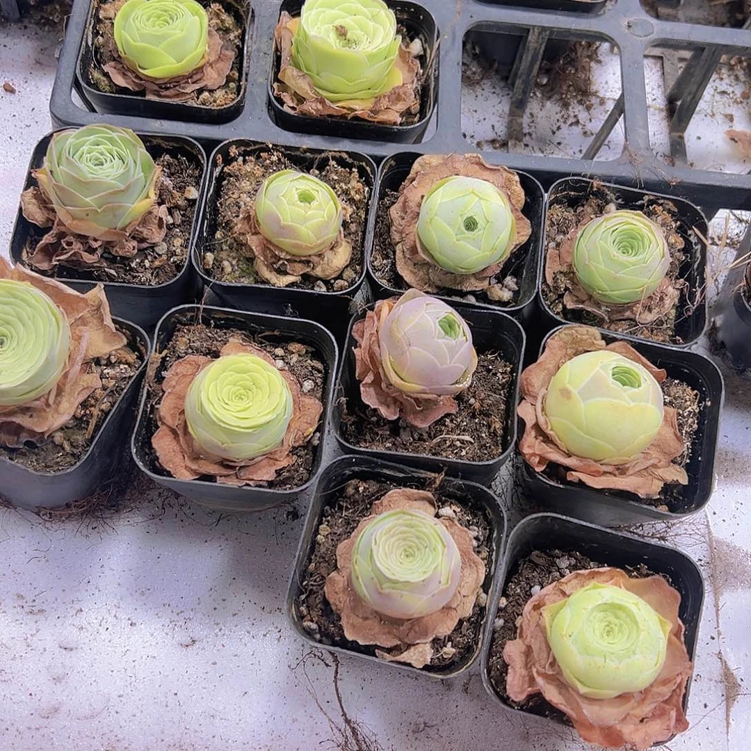 彩帕8盆19包邮多肉