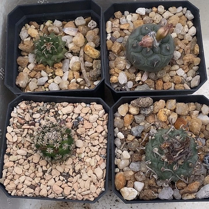 冬云克氏丸安德森升云龙各一个随机发货