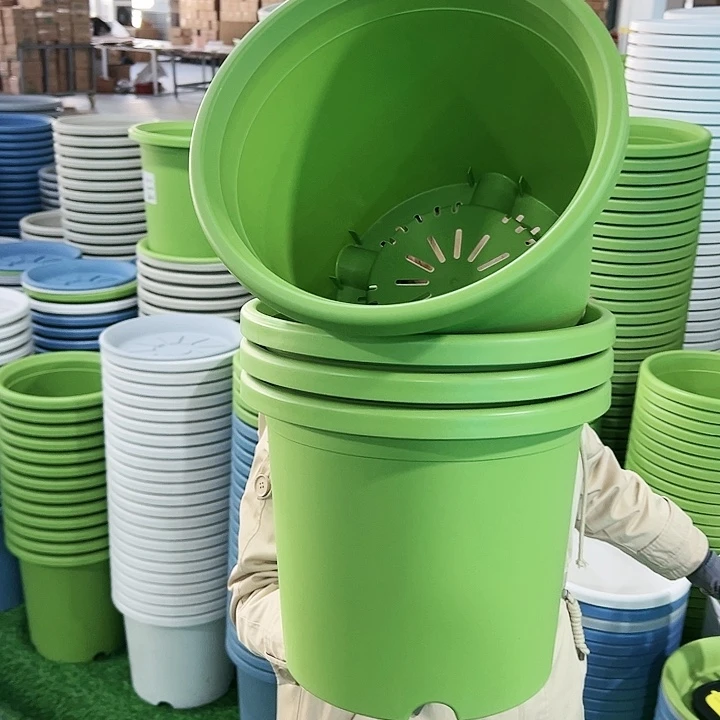 特价6号四季口32.5高27.7果绿无托4只