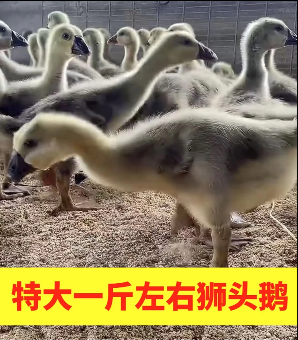 1斤左右发货 鹅掌