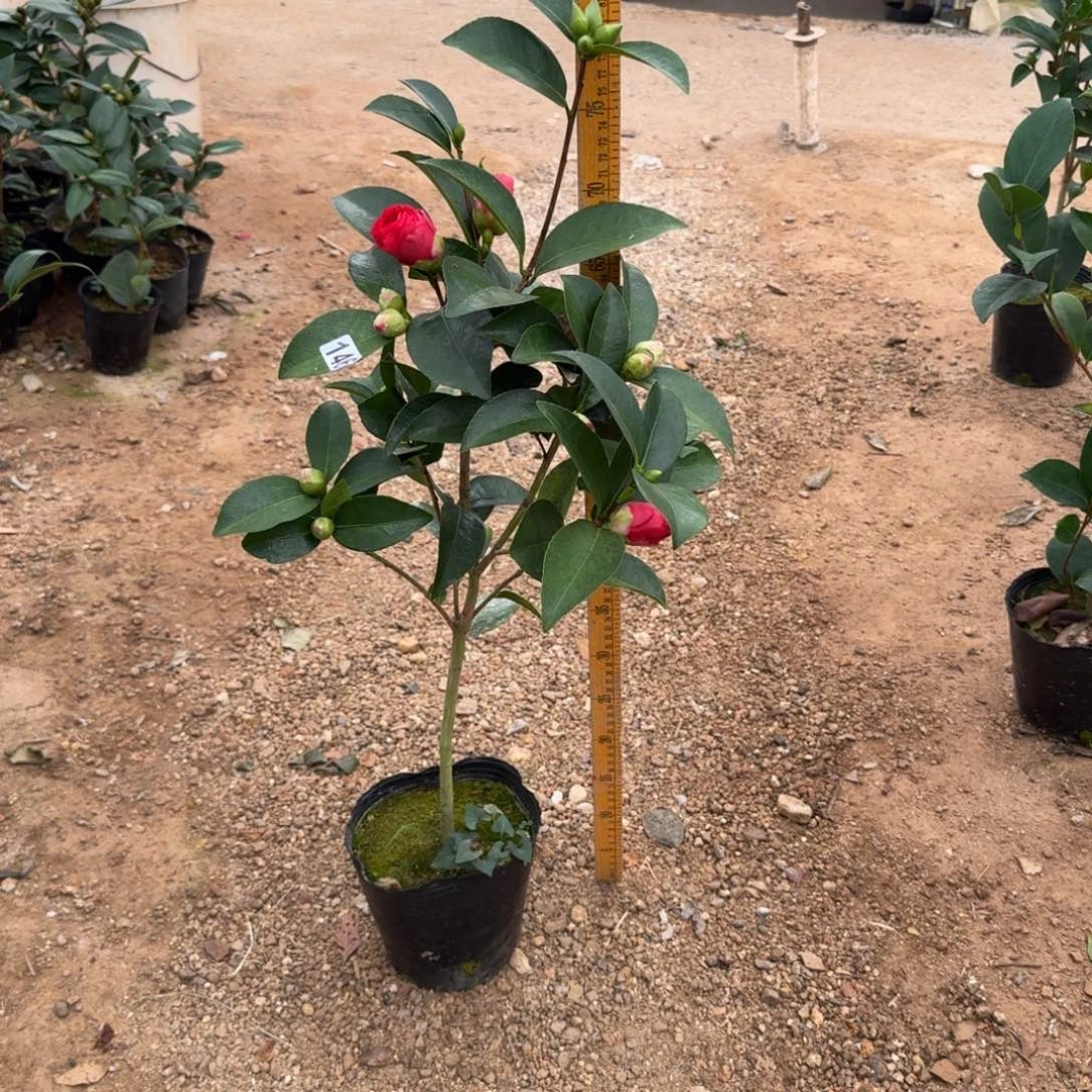 少量花朵（建议范围：2朵-5朵 或40%以下）146文青