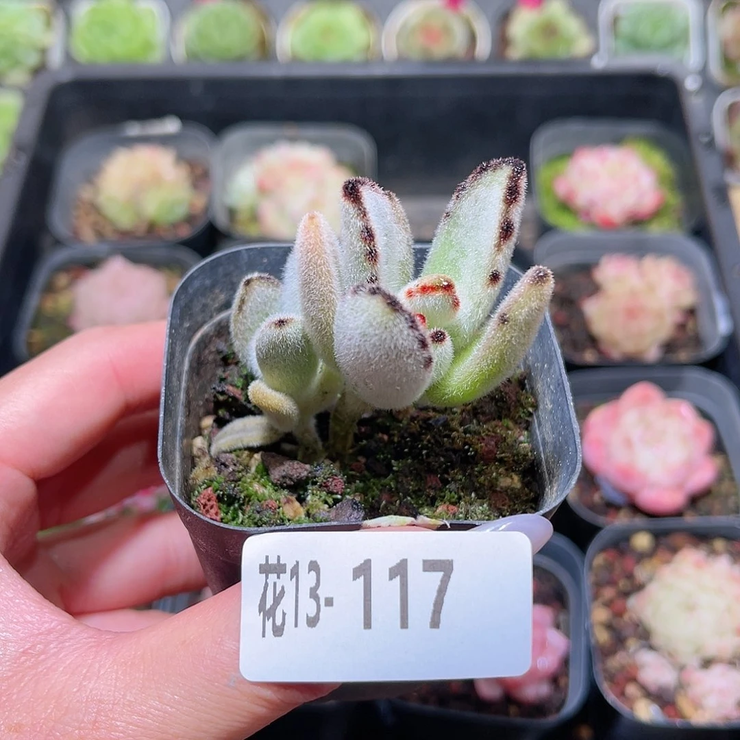 花利美13-117月兔耳