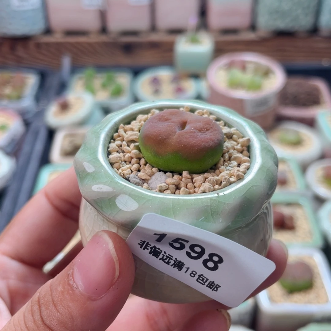 无花朵1598 -一物一拍 带盆蟠桃