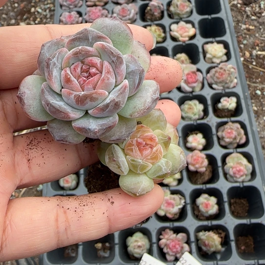 小卡拉米糖心一物一拍