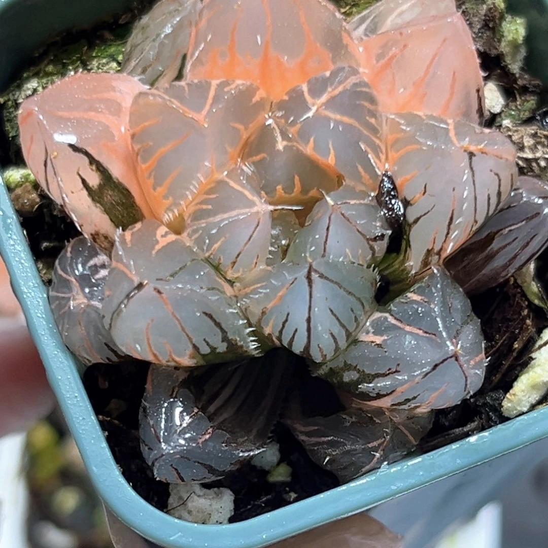 恭喜发财大吉大利4667