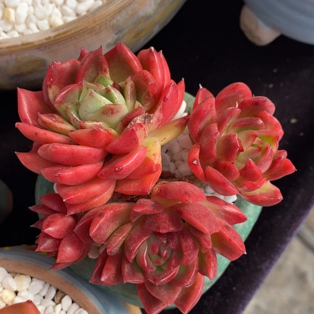 红蜡石化多肉植物盆栽