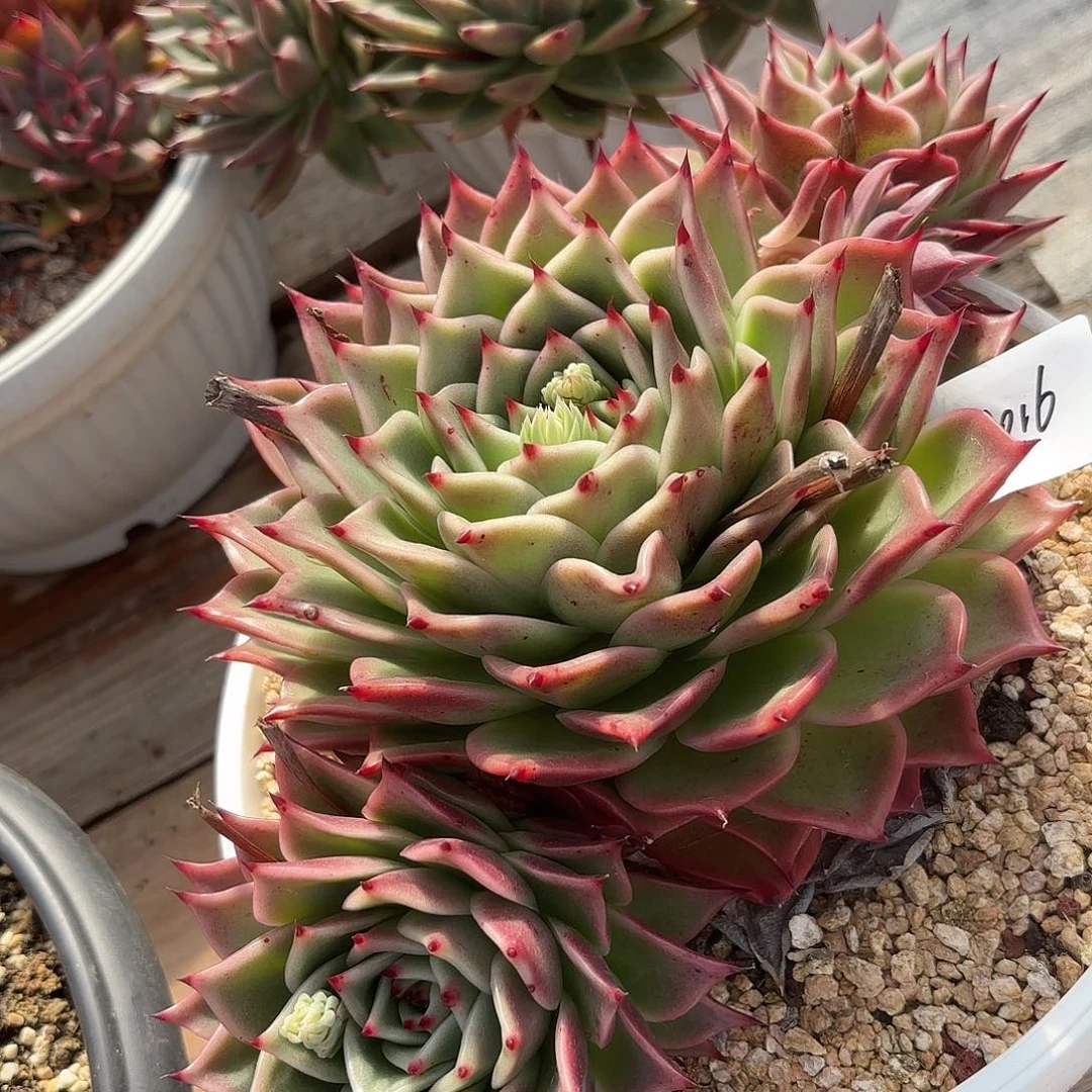 若如东云单拍1016