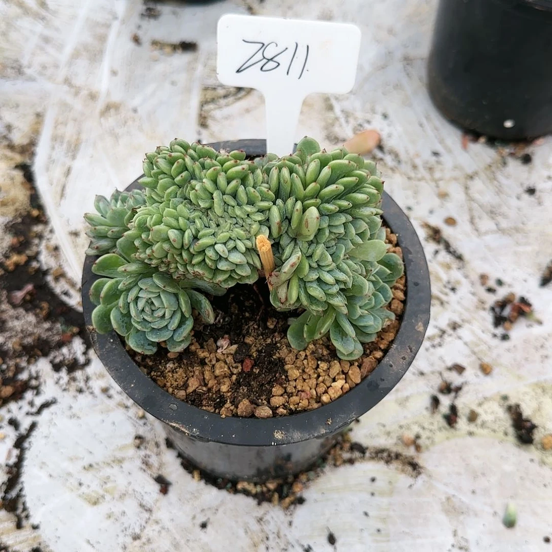 2811号39.9        肉