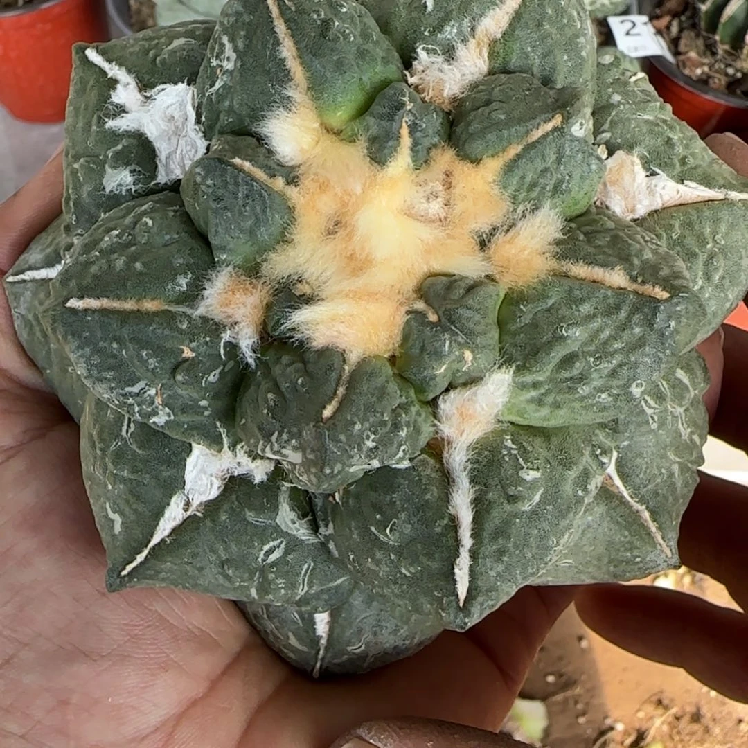 【闪购商品】落地大连山杂，特色