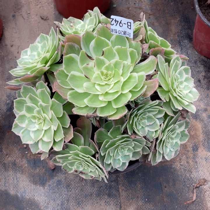 942万花筒多肉1234427889